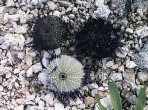 Sur la plage de graviers un reste de pneus et trois oursins marquent les âges de la décomposition.