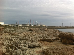 Karst clair en dentelle dans les jours duquel festonnent les cristes ici, les saxifrages là.